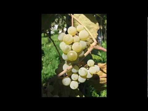 Ansambel  Modra kronika - Grem v zidanco