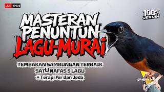 Download lagu 🔴CEPAT MASUK!! INI WAJIB MASTERAN MURAI BATU TEMBAKAN SAMBUNGAN ISIAN KASAR TAJAM   TERAPI AIR mp3