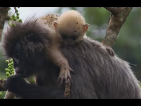 Wildest India - Python Eats Baby Monkey