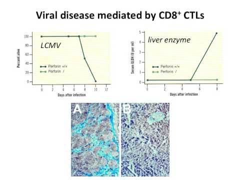 Virology 2013 Lecture #14 - Virus-host interactions