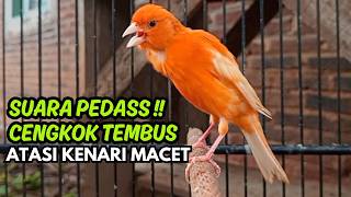 Download lagu Terapi Kenari Gacor & Masteran Kenari Isian Mewah!! Kenarimu Dijamin Ngeroll Panjang mp3 Download lagu Terapi Kenari Gacor & Masteran Kenari Isian Mewah!! Kenarimu Dijamin Ngeroll Panjang mp3