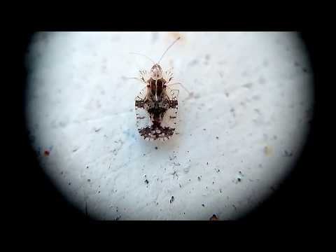 Tingide del pero (Stephanitis pyri) Video di F.Toscano