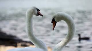 Peace For the Troubled Heart Ch1Pt1