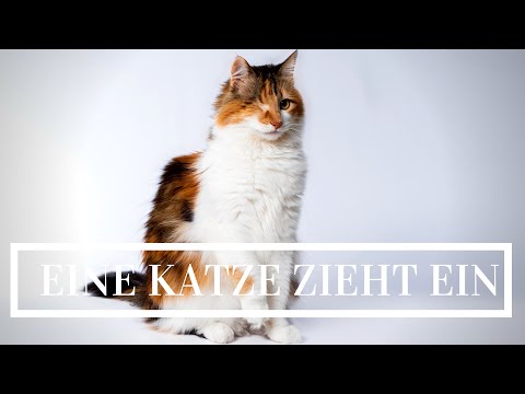 Erstausstattung - Eine Katze zieht ein
