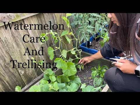 How To Prune Watermelon, Cantaloupe  Plants ....... Melon Care Trellising Climbing Plants