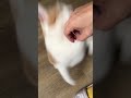 Orange Cat Attacks Owner Catvideos Cat Catlover Catsrule Catshorts