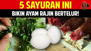 Download lagu These 5 Vegetables Will Make Your Chickens Lay Eggs More Often! mp3 Download lagu These 5 Vegetables Will Make Your Chickens Lay Eggs More Often! mp3