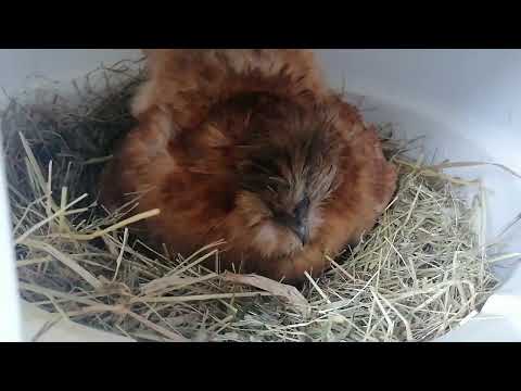 Wir vermissen unsere Pommes so sehr 😭 Bruteier von Niedereihner Gelbsperber bestellt 🐔🐣🐤