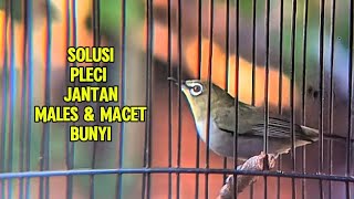 Download lagu Paling cepat Di respon dan mengatasi pleci macet bunyi, pleci betina memanggil jantan mp3