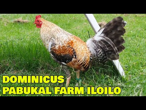Best DOMINICUS GILMORE Pabukal Farm Iloilo Philippines