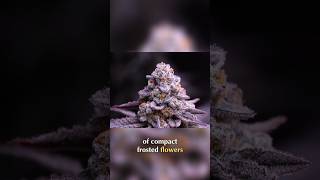 Harvesting Frosted Buds  Dense, Glistening Resin Perfection #organicgrow #organicgardening