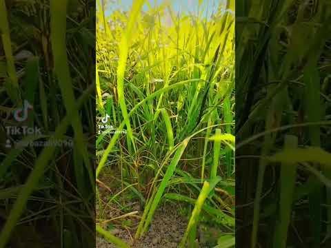 natural beauty #hashtags https://www.youtube.com/@arbazkhan07864