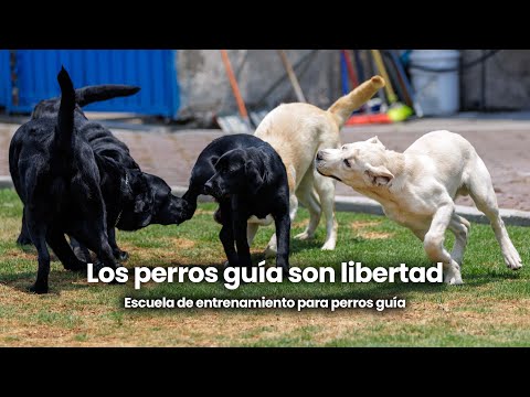 Escuela de Perros Guía en México: así funciona su programa de entrenamiento