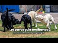 Poblanerias.com | Noticias y turismo en Puebla 20 Video thumbnail