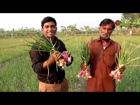 ১৮ হাজার টাকা খরচে ১ বিঘা জমিতে ৩ মাসে লাখ টাকার পেঁয়াজ- বুদ্ধিমান সফল কৃষক আক্কাস আলী