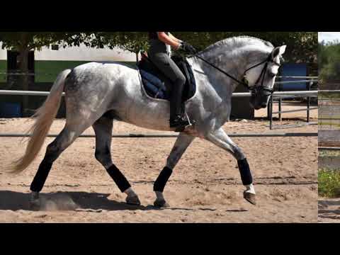 SIRO • PRE 2012 stallion Dressage Low levels 1.71 meters • For Sale