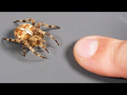 Krzyżak - UGRYZŁ MNIE!