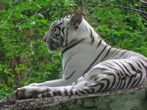 Best of Mysore Zoo - A day with some exotic animals