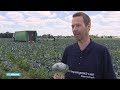 Boer Peter verdient maar zo'n 3 tot 5 cent per broccoli - RTL NIEUWS