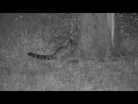Djuma: Genet catches something - 19:18 - 07/16/19