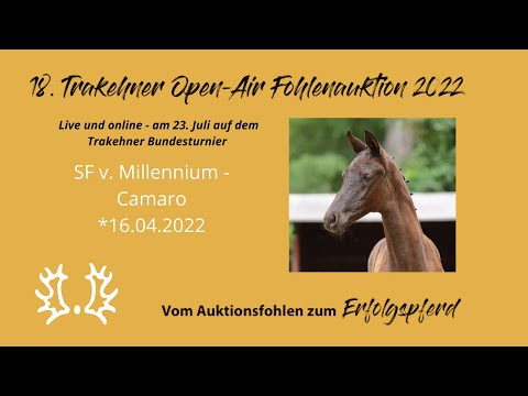 Kat.-Nr.21 SF v. Millennium - Camaro *16.04.2022