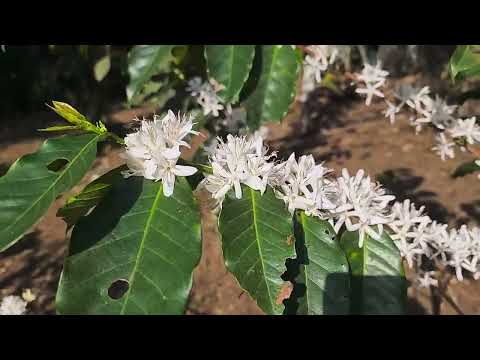 Beautiful coffee tree flowers💓💓💓