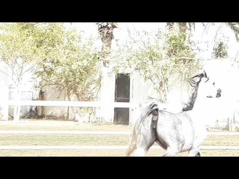 Wadiya al salhia Dam : Asila al salhia Sir : Moatasim al salhia Asila al salhia by Ansata sokar and