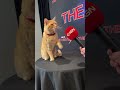 Goose (the cat) viciously attacks our microphone #marvel #themarvels