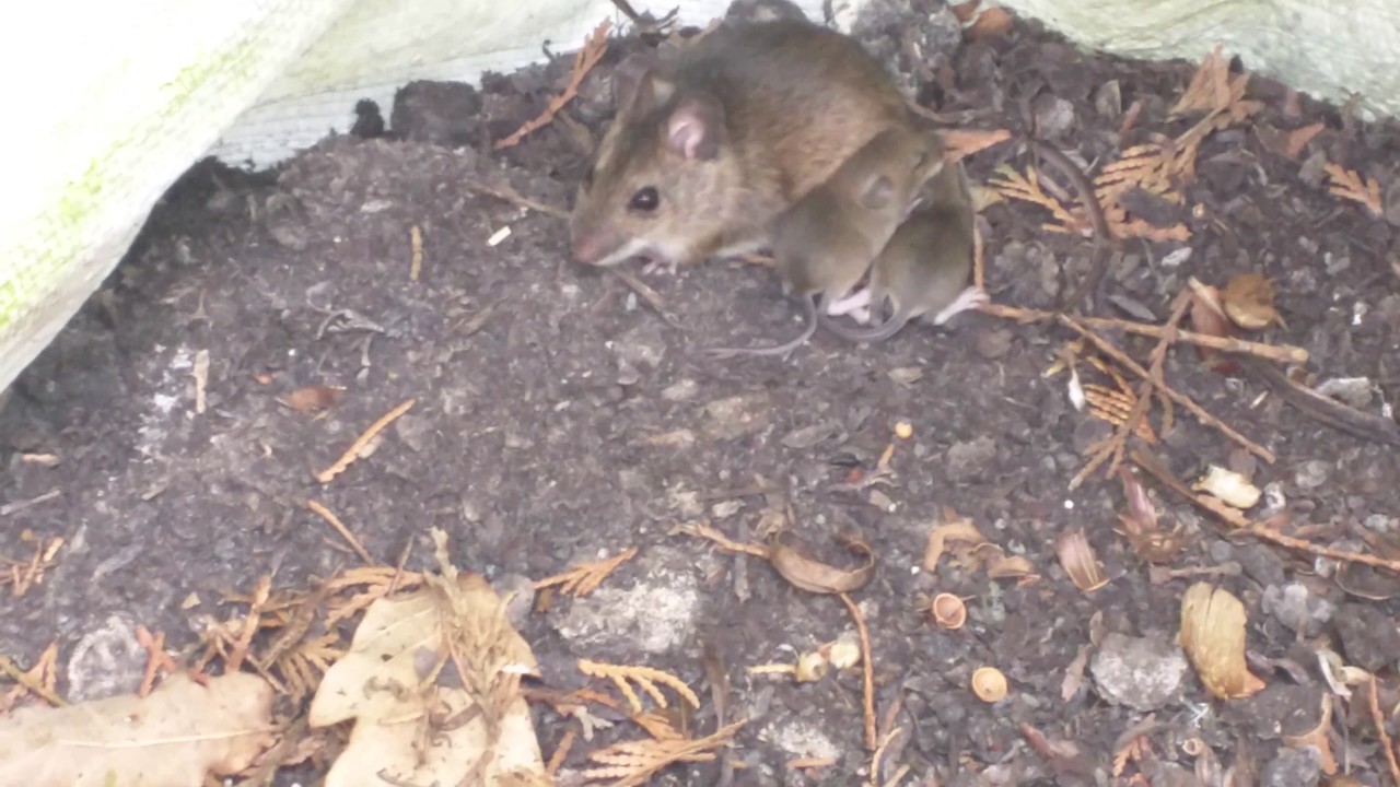 Moeder muis met jongen