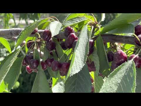 overview of cherry fruit plant - Prunus avium |  What does a cherry tree look like?
