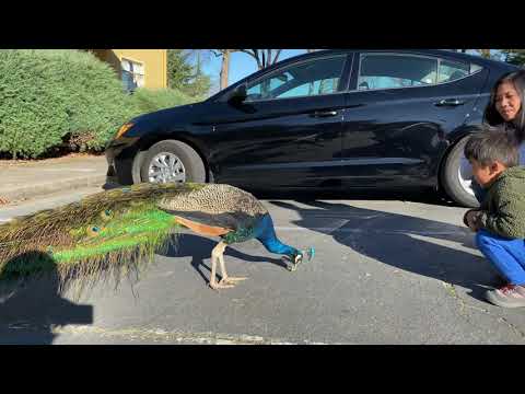 The City of Ten Thousands Buddhas-California
