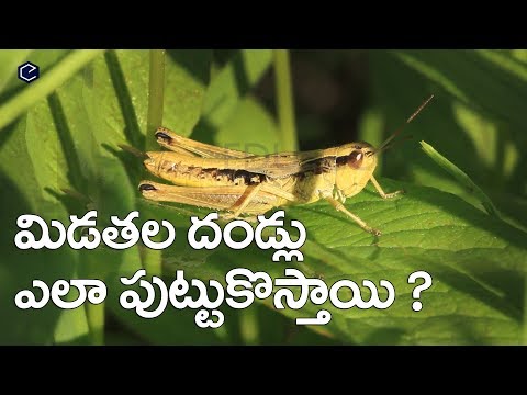 మిడతల దండ్లు ఎలా పుట్టుకొస్తాయి |Midathala Dadi |Locust Swarms attack in Telugu