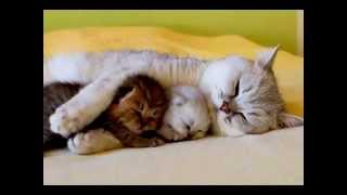 Alison Krauss   Simple Love