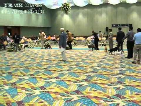 CH.COL.CHILE.ROSA MARIA WILD FANTASY