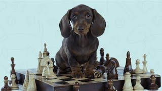 ᐅᐅ  San Antonio Craigslist Pets  |  San+Antonio+Craigslist+Pets  |  #sanantoniocraigslistpets