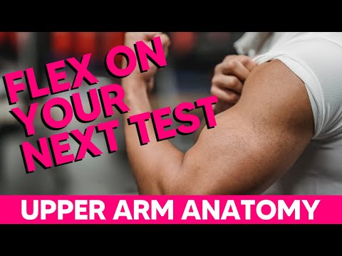 Biceps, Brachialis, and Coracobrachialis EASY Mnemonics