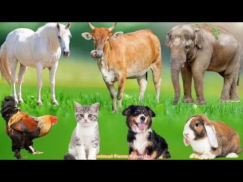 Farm Animal Food: Cat, Elephant, Turtle, Horse, Cow, Sheep, Dog, Pig – Animal Videos