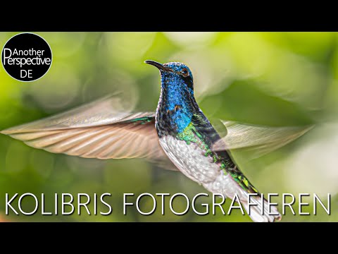 Vögel im Flug fotografieren 📸 Auf der Jagt nach Kolibris