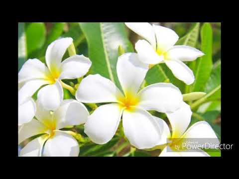 Taku Ingangaro - Katu Ft. Engara