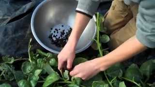 preview picture of video 'Harvesting  ' Malabar Spinach' seed'