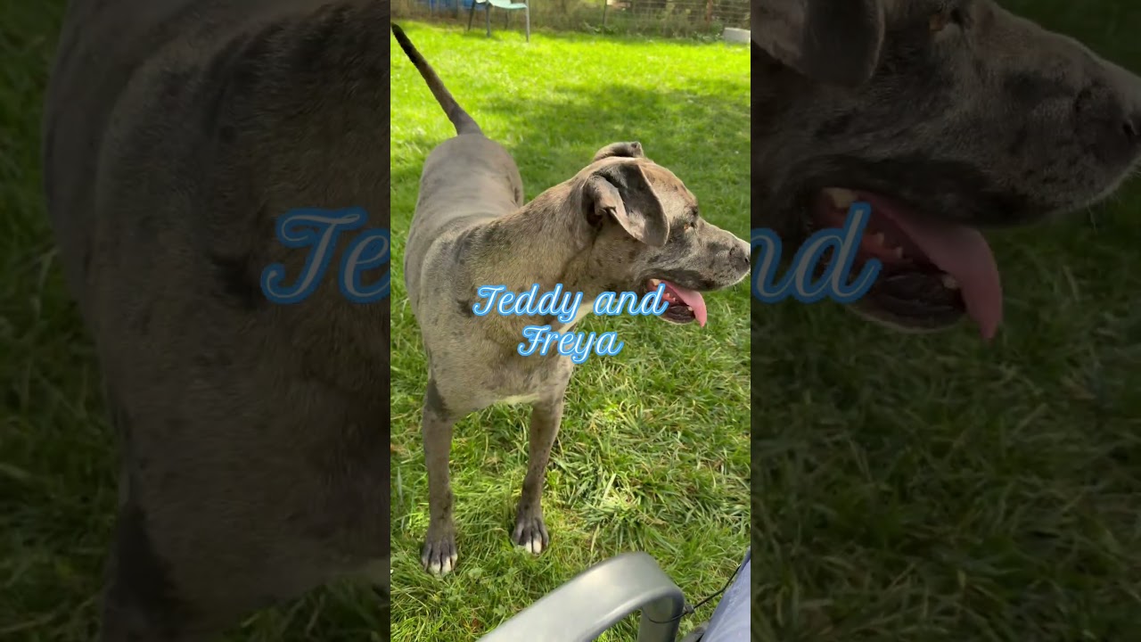 Enlarge Teddy, a Adoptable mixed breed in Durango, CO video 3/5