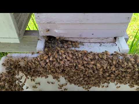 How to boost a weak hive immediately!