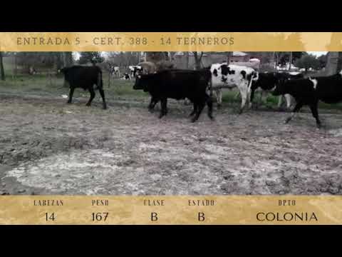 Lote 14 Terneros 11 HO,  3 CRUZA 167kg -  en COLONIA FERNANDEZ CRESPO, A 9 KM DEL 85 DE RUTA 1