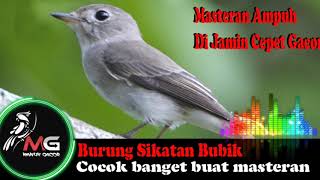 Download lagu Sikatan Bubik Gacor!!! Ampuh Untuk Masteran mp3 Download lagu Sikatan Bubik Gacor!!! Ampuh Untuk Masteran mp3