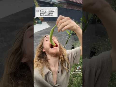 MAN EATS A WHOLE DATURA FLOWER 😱 #viral #nature #datura #memes