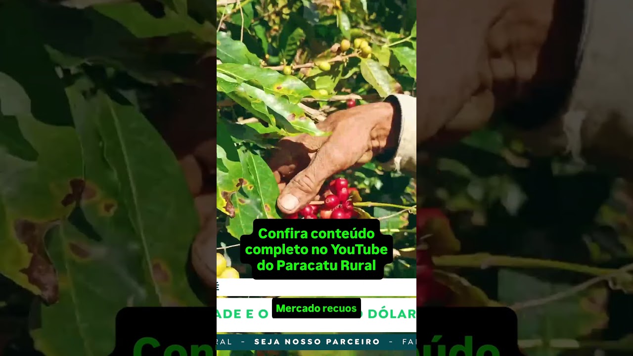 Café em Montanha-Russa: Impacto do Dólar e Pressão dos Embarques Recordes.