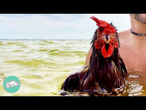 Man Takes His Chicken To The Beach And Shocks Everyone | Cuddle Buddies