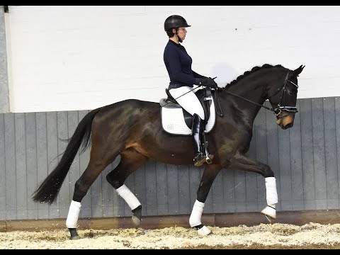 WEIDENHOF-VERKAUFSPFERD: "SHIMANO"-*2017 Hannoveraner Wallach v. Spörcken