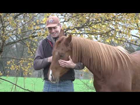 Freiarbeit Basics "Wie bleibt mein Pferd gut bei mir?"