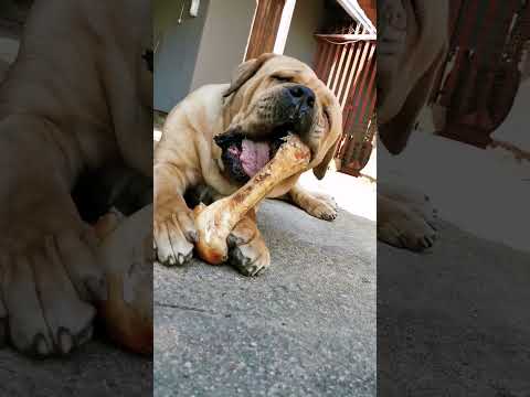 How to Unlock the Power of Boerboel's Love for Bones